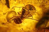 Fossil Beetle (Coleoptera) & Two Ants (Formicidae) In Baltic Amber #200163-1
